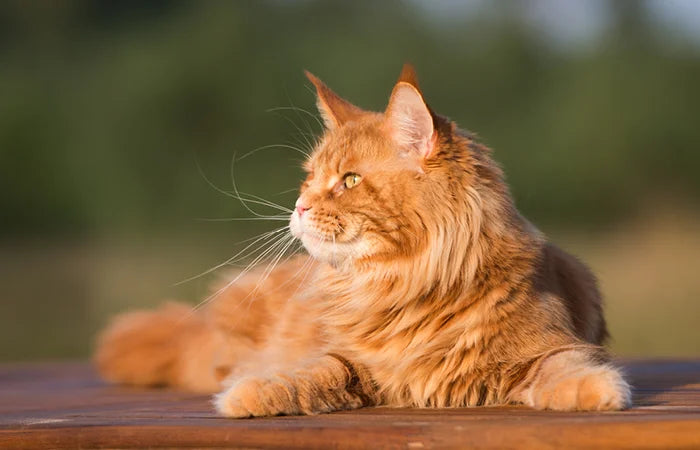 files/cat-in-sunset.webp